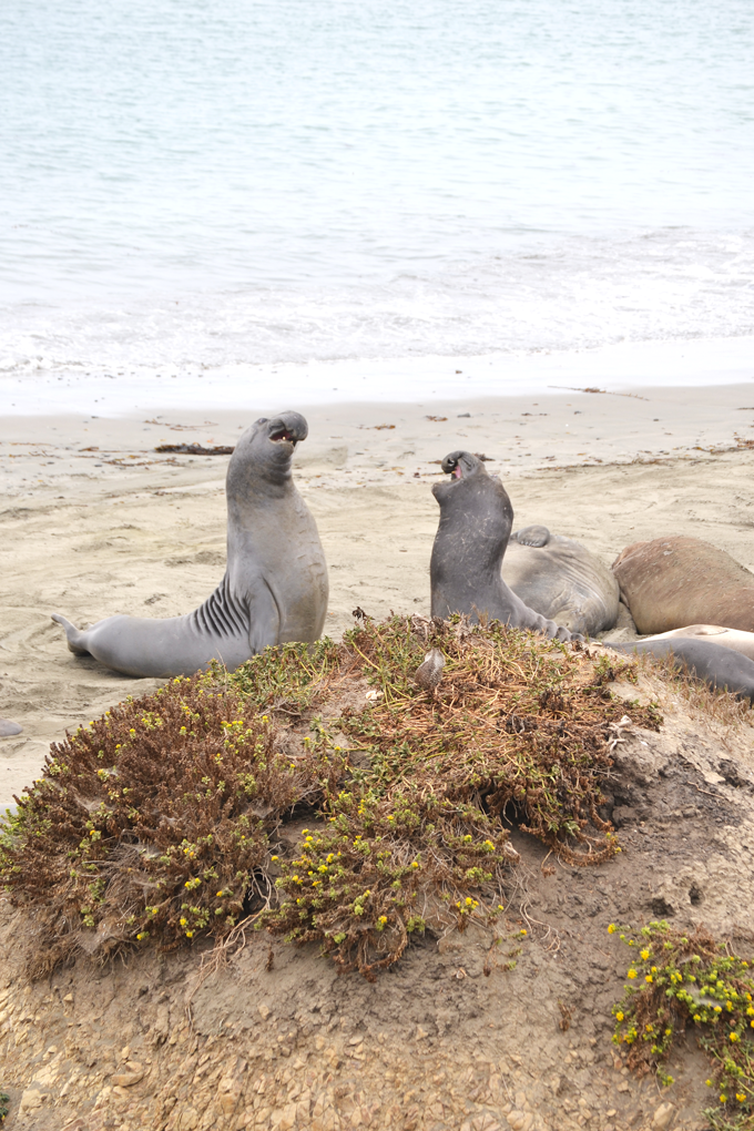 elephant-seals